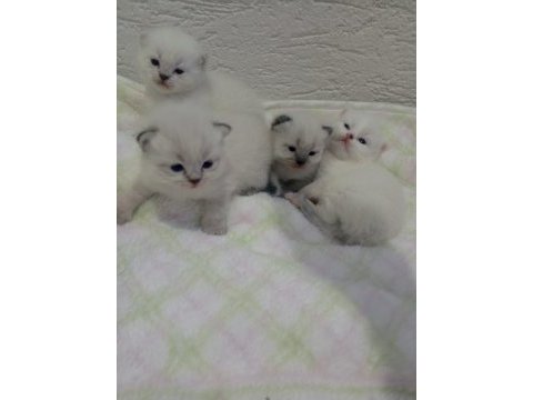 British shorthair ve scottish fold