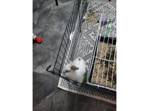 Böyle tatlı bi tavşan yok