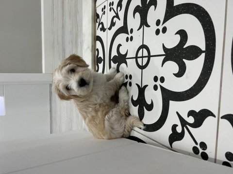 Yavru maltipoo bebekleri
