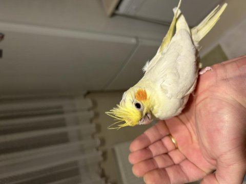 Kırmızı göz lutino sultan papağanı yavru yeni yeme düştü
