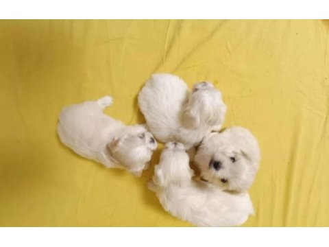 Sevimli morkie yavrularımız