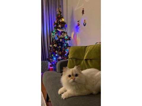 İran safkan şansım oğlum ömrüm