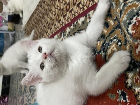 Sahiplendirme british shorthair