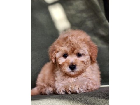 Minik f1b maltipoo yavrular