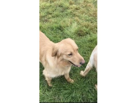 Safkan golden retriever ücretsiz sahiplendirme