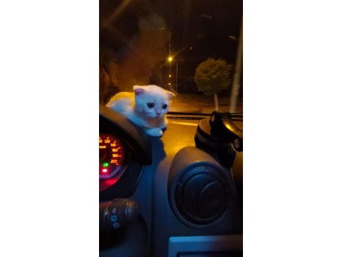 Evinize neşe katacak british shorthair