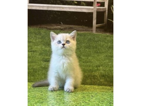 Güzeller güzeli british shorthair yavrularımız 