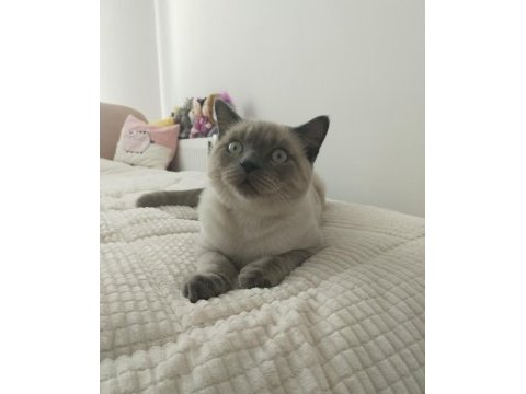 Nevşehir merkez british shorthair kedilerimiz