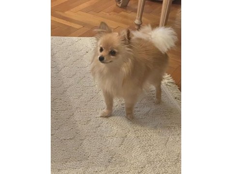 Pomeranian dişi 1 yaşında
