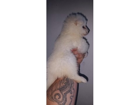 Samoyed yavrularımız ırk garantilidir