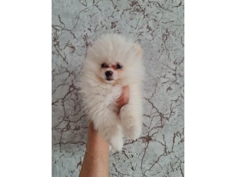 Minik panda pomeranian dişiler