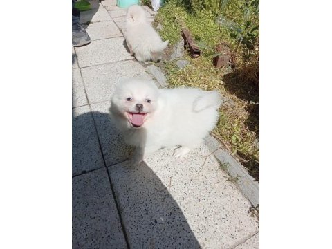 Kar topları köpekler yeni yuvalarına gitmeye hazırlar