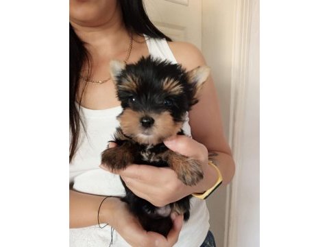 Yorkshire terrier
