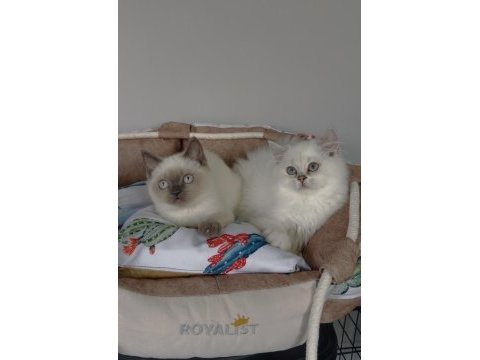 Maviş british shorthair/ longhair bebeğim 