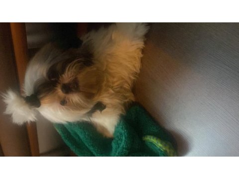 Shih tzu 4 aylık yavru