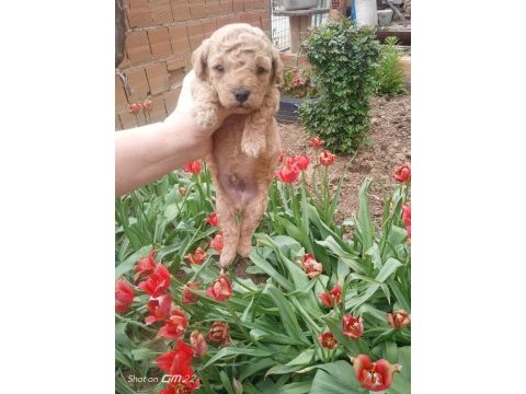 Toy poodle miniminnak yavrularimiz