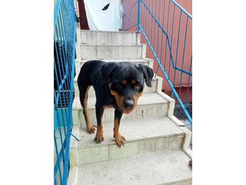 Kalite rottweiler