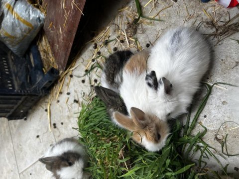 Manisa aslanbaş tavşan