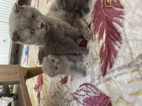 Scottish fold bebekler