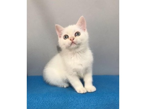 70 günlük british shorthair (beyaz - mavi gözlü)