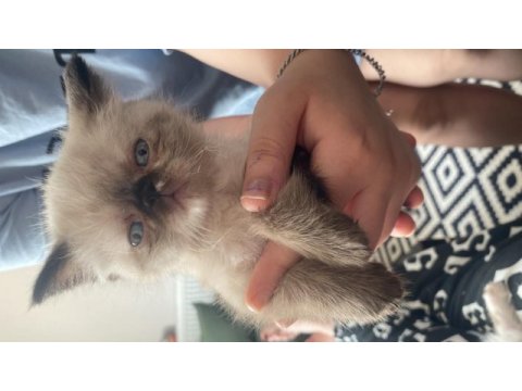 İran persian blue point
