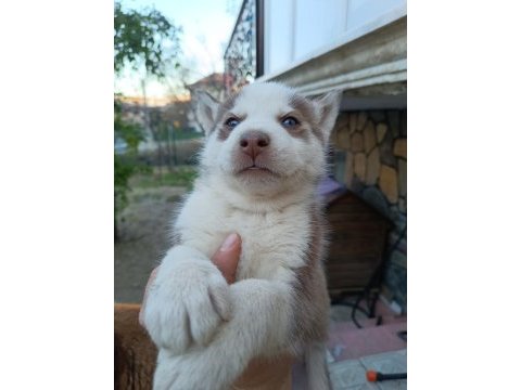 2 aylık husky yavruları