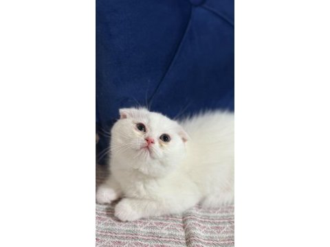 En tatlı bebek kediler burada