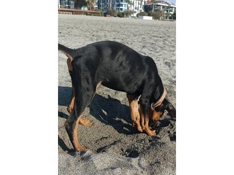 Dişi doberman köpeği