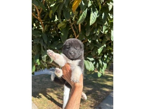 Amerikan akita yavru köpekler