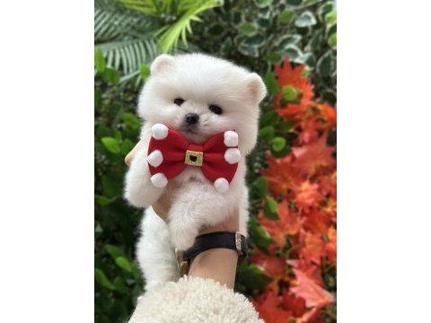Safkan şecereli pomeranian boo yavrular