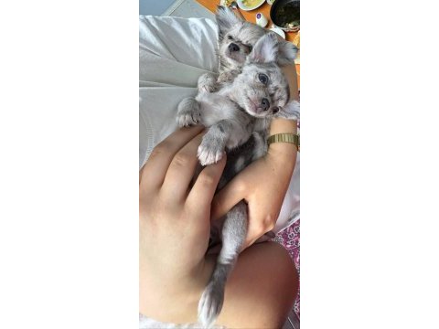 Yavru bir adet erkek 2 adet dişi chihuahua