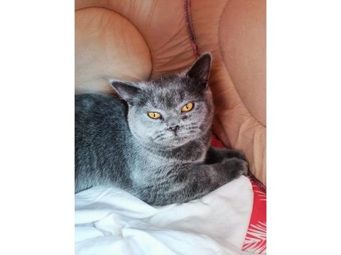 Dişi british shorthair