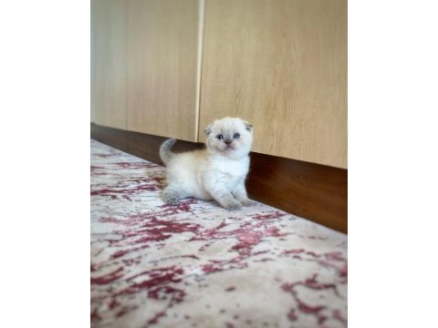 A kalite scottish fold erkek