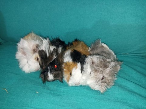 Kapıya teslim guinea pig setleri