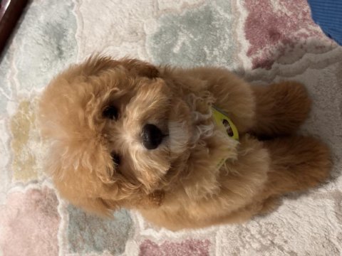 Adı karamel 6 aylık maltipoo