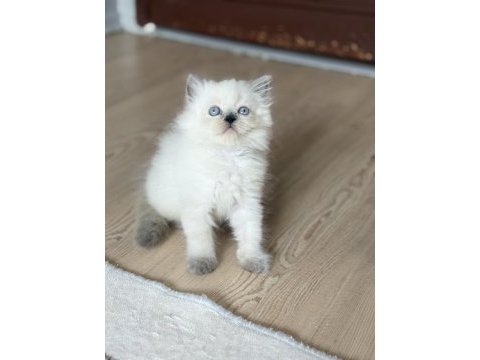 British longhair kedimiz