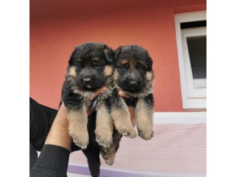 Alman kurdu yavruları çiftlikten