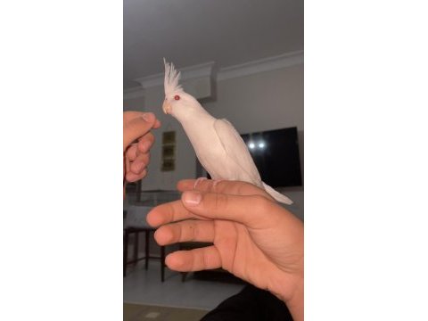 Albino sultan papağanı evcil