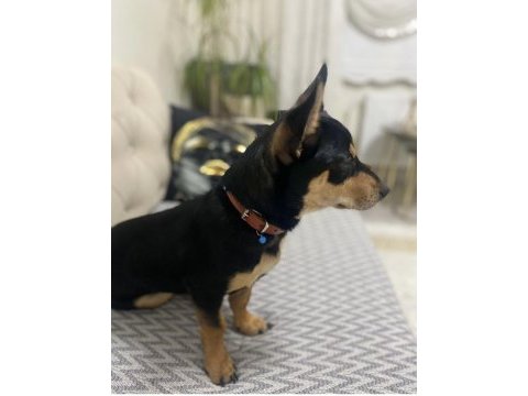 Akıllı sadık pinscher