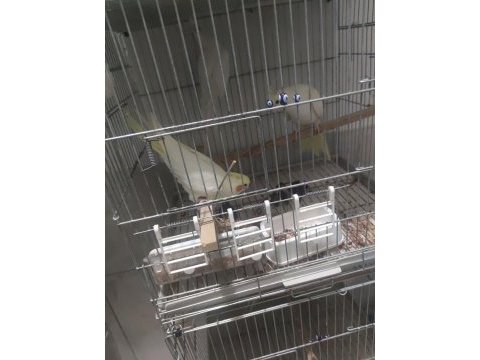 Petshop fiyatına sultan papağanı
