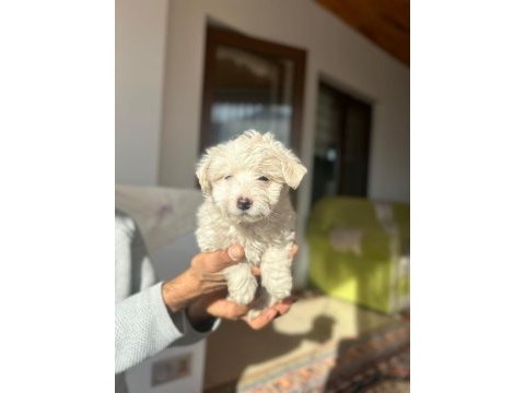 A kalite maltipoo yavrularimiz