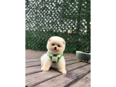 Dünya tatlısı pomeranian boo