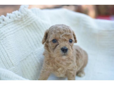 Mini maltipoo köpekler