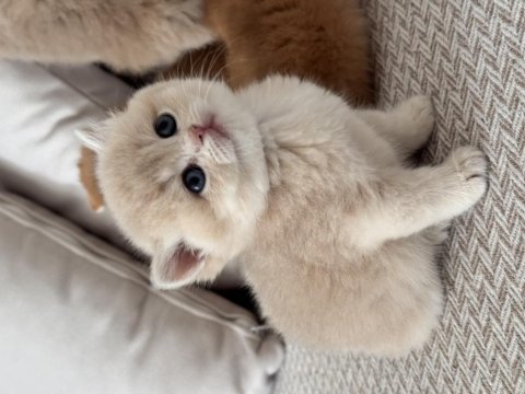 Show kalite golden british shorthair yavrular