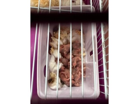11 bebek ve anne baba hamster