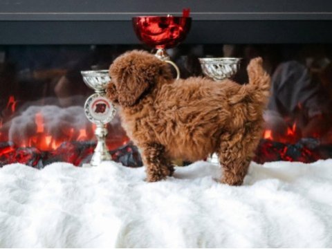 Toy poodle yavru erkek ve dişi yavrular aşı yapılmış
