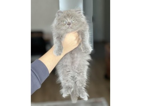 Hemen teslim british longhair yavrum