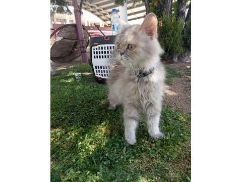 Acil sahiplendirilecek british longhair
