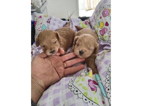 Trde tek teacup kore maltipoo