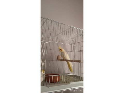 Evcil lutino yavru sultan papağanı